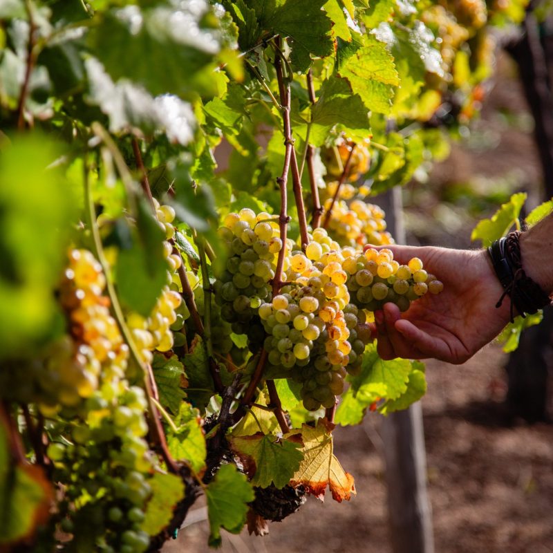 26_02 RH Harvest by Charl du Preez-9763